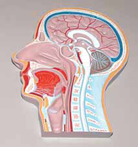 Median Section of Head (relief model)